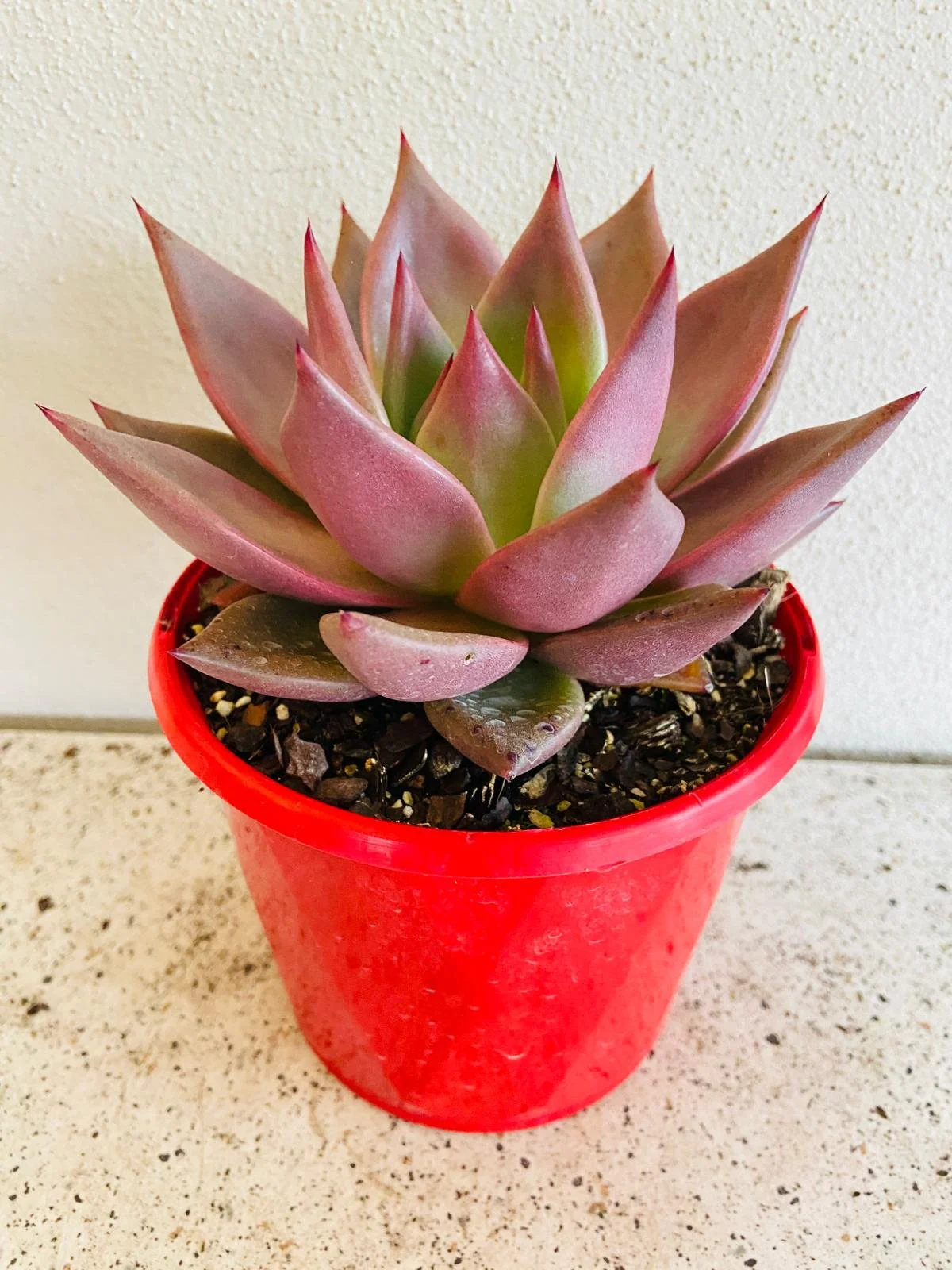 wholesale Rosette Succulents