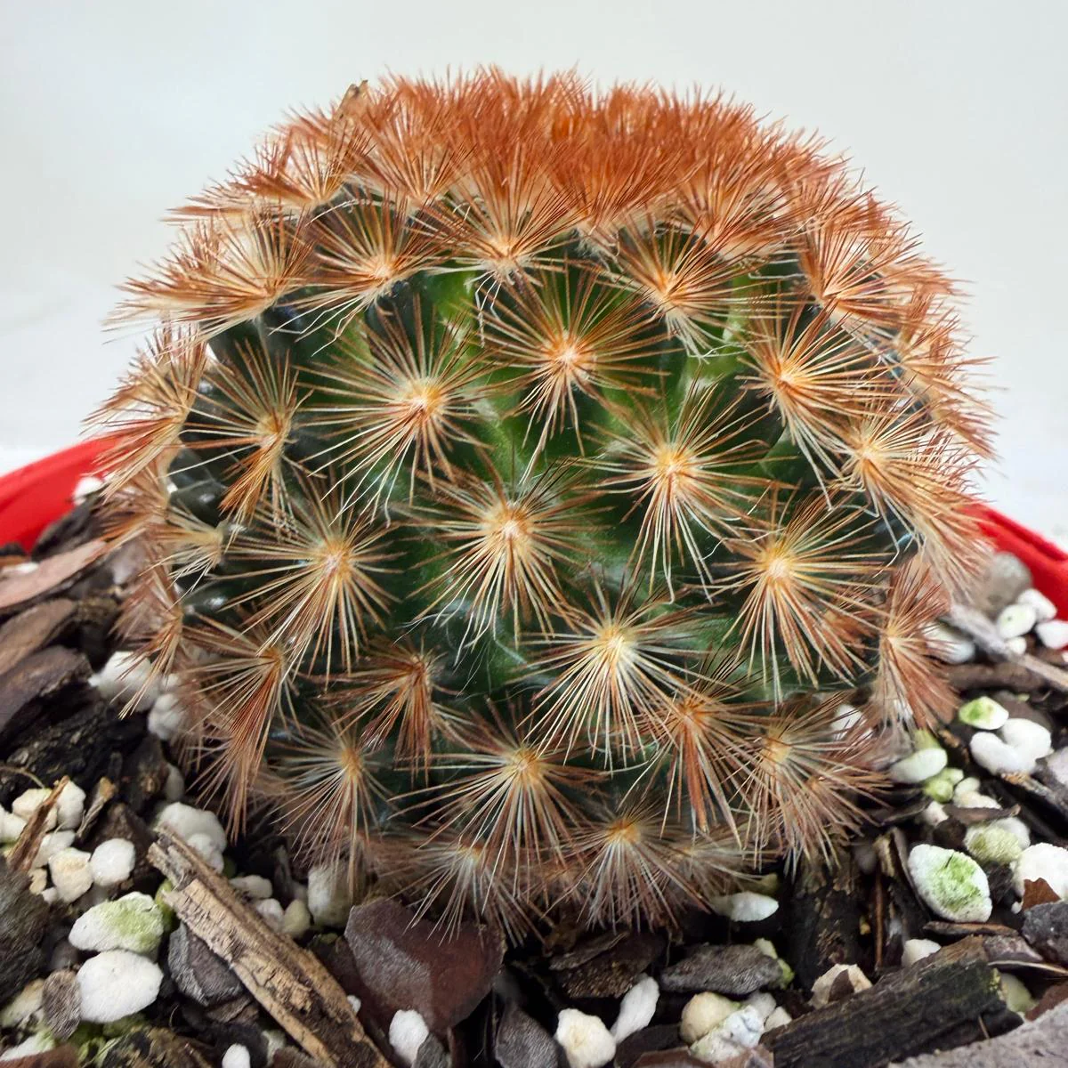 Wholesale New Arrivals